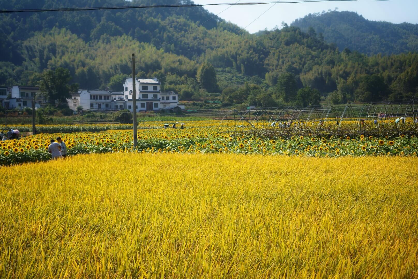 文章配图